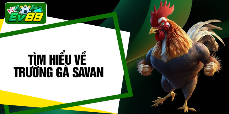 Tìm Hiểu Về Trường Gà Savan