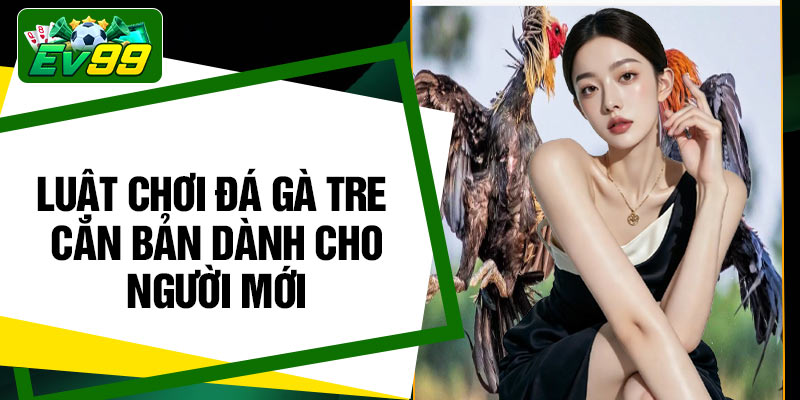 Luật chơi đá gà tre căn bản dành cho người mới